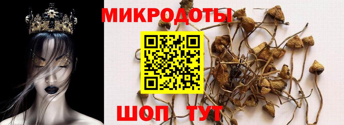 Галлюциногенные грибы Psilocybine cubensis Рубцовск